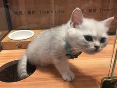 -袖虎·猫馆(体育西路店)