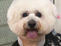 -顺强宠物诊所·狂犬免疫·夜诊·骨科(嘉定店)