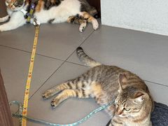 -Again Coffee Roaster(香蜜湖店)