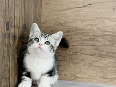 -小猫来了·猫舍(红山六九七九店)