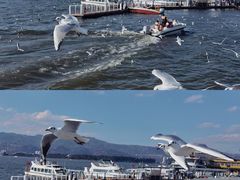 -海埂大坝
