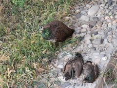 -北京麋鹿生态实验中心