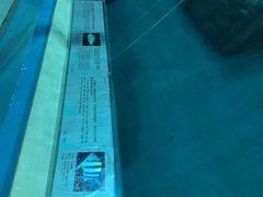 大家可以看到，旁边这么多的介绍，里面没有介绍的这些鱼，根本就没有多少活着的鱼了-苏州海洋馆