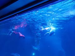 -石家庄海洋公园