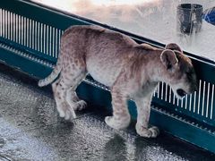 -秦皇岛野生动物园