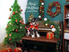 -超宠爱宠物摄影-Super pet