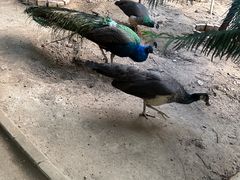-呀路古热带植物园