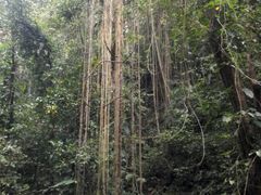 -莫里热带雨林景区