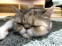 -酷豆宠物咖啡·宠物美食·撸猫馆