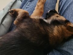 -瑞派宠物医院(搏威敦和院)