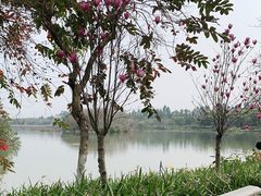 -海珠湖公园