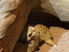 -绿色星球动物主题公园