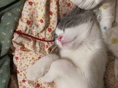 -喵zoo家庭繁育猫舍(尖东智能花园店)
