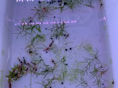 -华声天桥民俗文化园