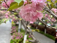 -高东镇樱花园