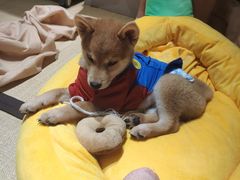 -逗柴咖啡屋·狗咖猫咖宠物桌游