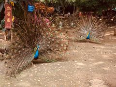 -西双版纳勐泐文化旅游区