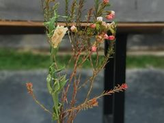 -北马山庄植趣咖啡