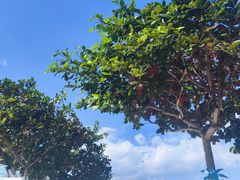 -三亚蜈支洲岛旅游区