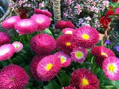 -双季花艺园艺市场(浦东店)