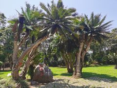 -中国科学院西双版纳热带植物园