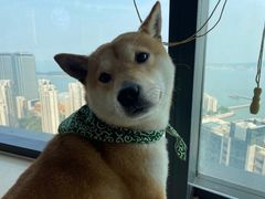 -柴犬小屋·柴餐厅·狗咖食堂(金鼎广场店)