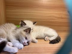 -猫十亿·布偶金渐层·曼基康矮脚猫舍(青年路店)