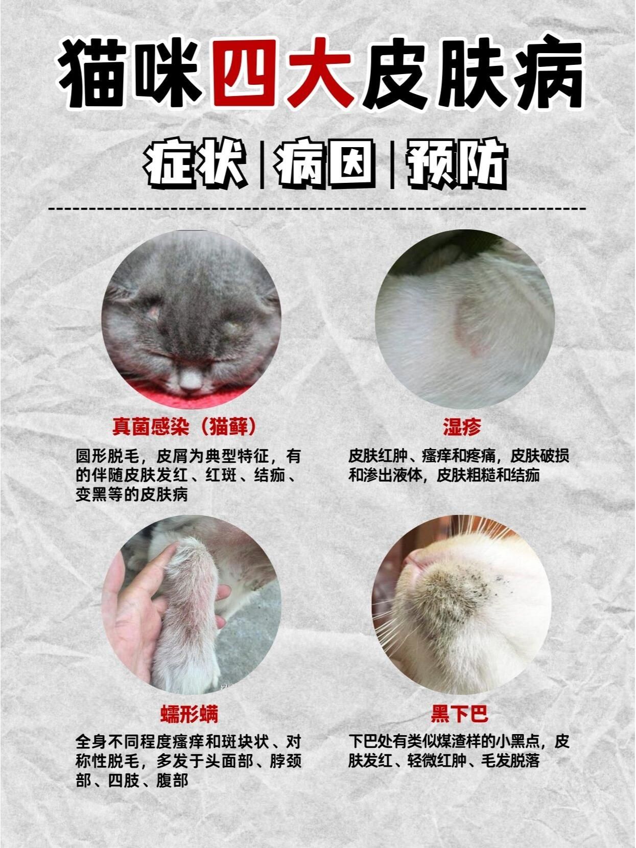 新手建议收藏:猫咪最常见的四种皮肤病!72