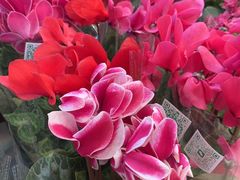 -双季花艺园艺市场(浦东店)