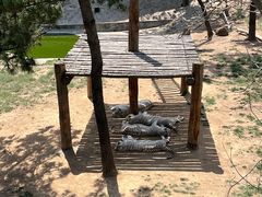 -西霞口神雕山野生动物世界