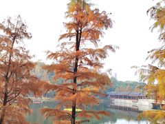 -重庆彩云湖湿地公园