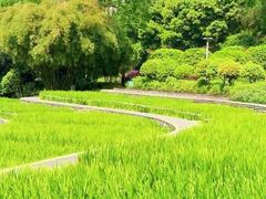 -龙头寺公园