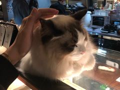 -咖法森林·咖啡  酒吧(天河店)