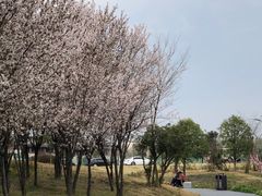 -两河城市森林公园