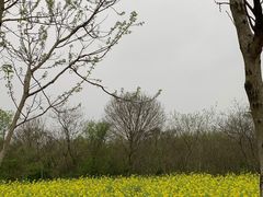 -盘龙城国家考古遗址公园