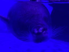 -上海海昌海洋公园-冰山北极馆