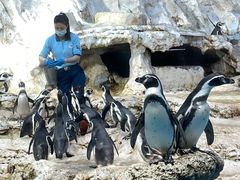 -帝企鹅自助餐厅•儿童岛•真企鹅(长隆企鹅酒店)