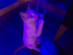 -星宿秘码(鼓浪屿老店)