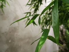 -巡塘古镇