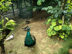 -西霞口神雕山野生动物世界