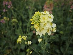 -中国天府农业博览园