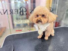-车接车送·寄养洗护·德文猫舍(大宁店)