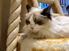 -藏猫猫咖啡主题馆(中央大道店)