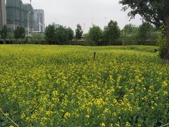 -长白岛森林公园