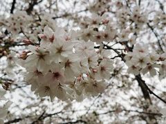 -高东镇樱花园