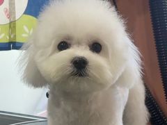 -车接车送·寄养洗护·德文猫舍(大宁店)