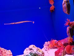 -上海海洋水族馆