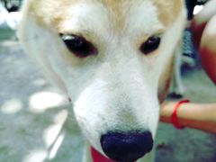 -柴犬高等学院·狗咖·柴犬售卖·宠物训练