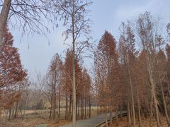 -溱湖国家湿地公园