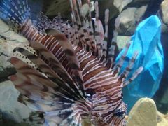 -锦艺城海洋馆